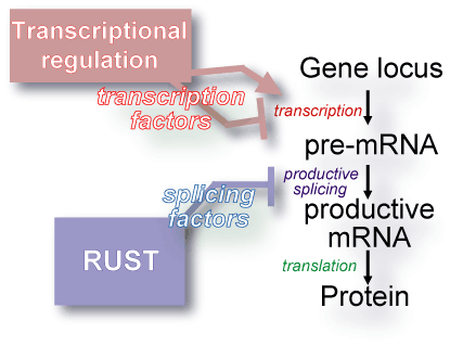 Regulation of gene expression