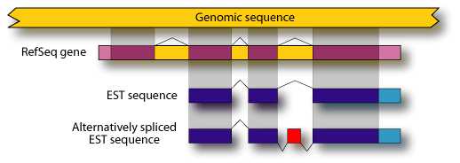 RefSeq and EST alignments