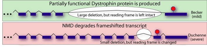 Dystrphin and NMD