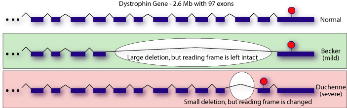 Dystrophin gene