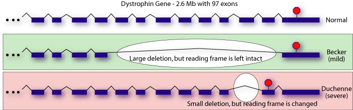 duchenne muscular dystrophy gene